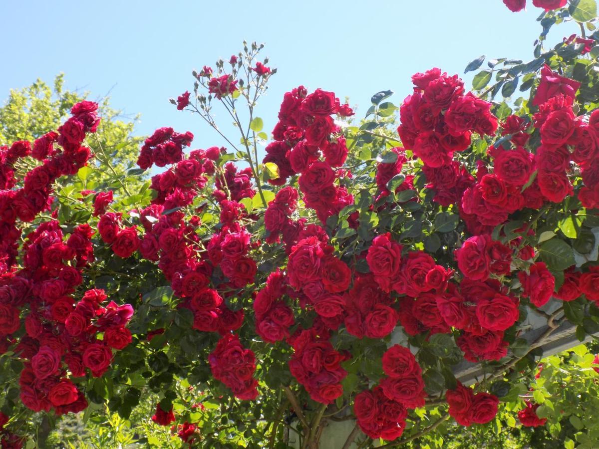 Des Roses Hotel Platanias  Exterior foto